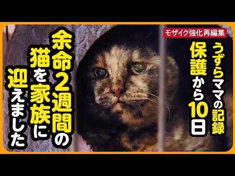 【うずらちゃん】余命2週間...保護から10日間の記録