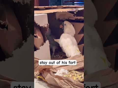 My cockatoo loves annoying her brother ๐ #cockatoo #parrot #siblings #funny