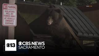 YouTube video thumbnail: Looking at California, Nevada's Different Approaches to Increased Tahoe Bear Activity
