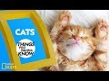 Facts About Domestic Cats