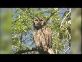 Wildlife Conservation and Ecosystem Roles