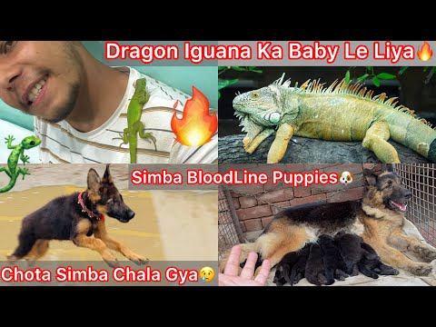 Finally Dragon Iguana Le Liya🔥My First Raptile Pet😍|| Simba Bloodline Puppies🐶Chota Simba Chala Gya😨