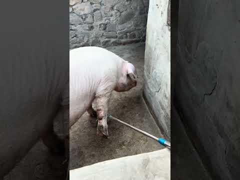 The Most Happy 😂🐷 Pigpets #shorts #youtubeshorts #ytshorts #viral #piggy #piglover #shortsfeed #fyp