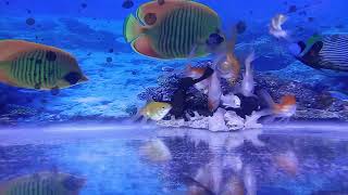 ikan koi aquarium