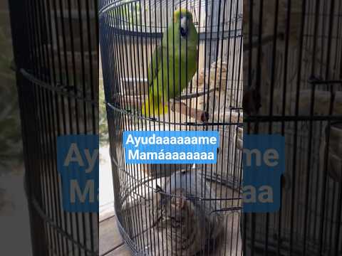 🦜🦜 Ayúdame mamaaaaaaa 🦜🦜.   el gato me come #fypシ゚viral #humor #comedia #risa #lorito #mundial #1k