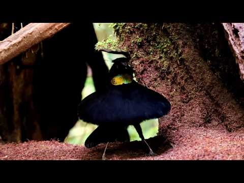 新幾內亞天堂鳥(阿法六線風鳥 Arfak Six-wired parotia) 周台珠拍攝 - YouTube(2分15秒)