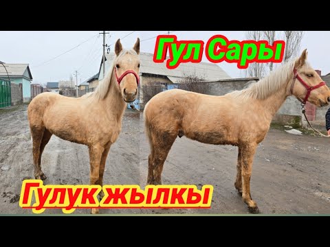 Гул Сары гулук сатыка чыкты 0500508525