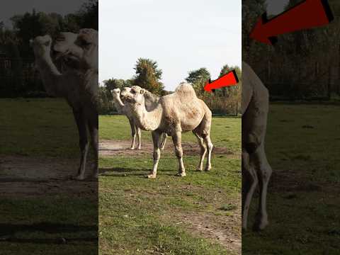 উটের পিঠে কি থাকে #viral #ytshorts #trending