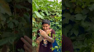 ओए म त अंगुर हुँ 🍇मलाई दैनिक खानु, भिटामिन A देखि Z सम्म सबै पाइन्छ 😌 कृपया मलाई negligence नगर है