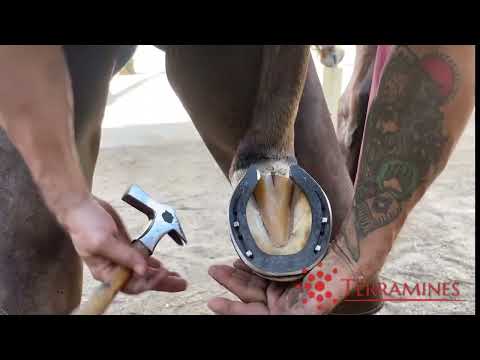 The Farrier | Hoof Restoration | Horse Shoeing