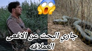 جاري البحث عن الافعى العملاقه😱 في العراق انتظرونا 