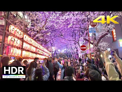 Tokyo Night Cherry Blossoms 2024 - Shibuya [4K HDR]