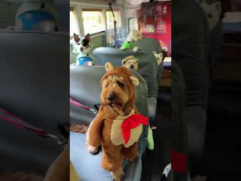 It’s not just daycare — it’s his happy place.#dog #dogdaycare #happydog #doglife #doglover #foryou