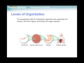 Human Body Systems and Functions