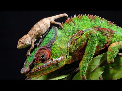 Panther Chameleon: Color-Changing Wizard of the Wild!