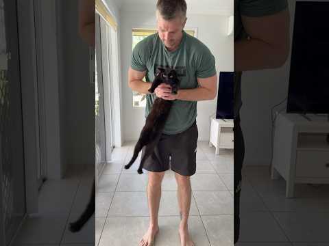 Tried the dangle temperament test on my cats! No surprises with Winnie credit: doctor_tori_ #cats