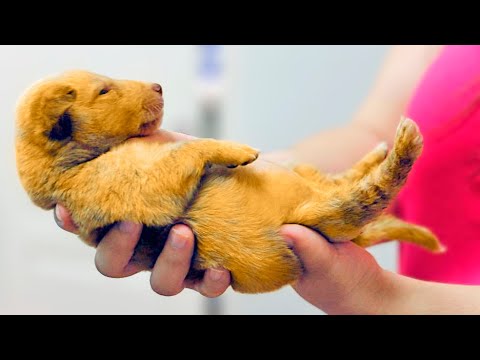 You Won't Believe What They Did To This Little Puppy