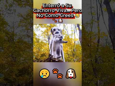 Mamá Perra enterró vivo a su cachorro... por hambre 😢 #PelículasDePerros #PerroFiel