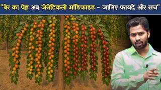 बेर का पेड़ अब जेनेटिकली मॉडिफाइड - जानिए फायदे और सच.?