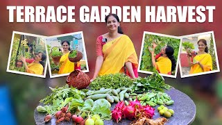 Terrace Garden Harvest/మిద్దె తోట ఎప్పడు నిరాశ పరచదు ..@MADGARDENER  #garden  #gardening  #organic 