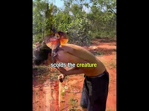 The frilled lizard attacked this man.