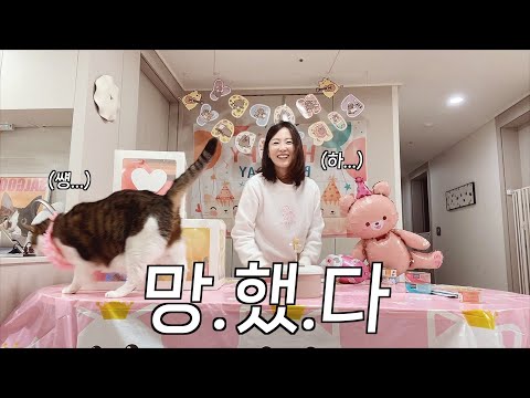 냥생 최고의 생일 파티를 해줬더니 주인님 반응이...ㅋㅋㅋ