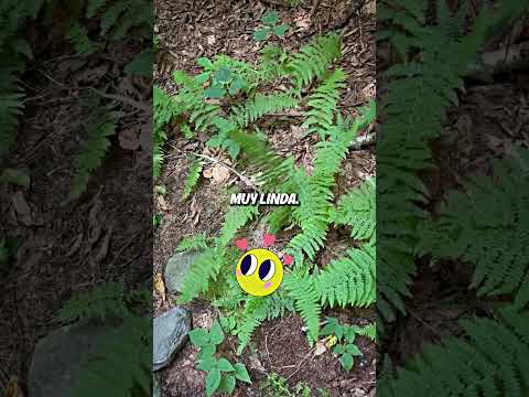 Huye de inmediato si ves una planta bailando😨