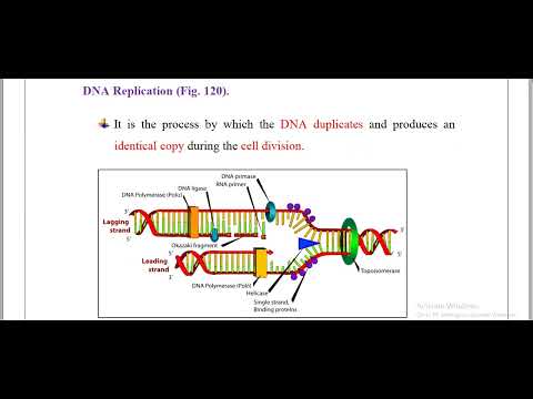 Chromosomes& cell cycle