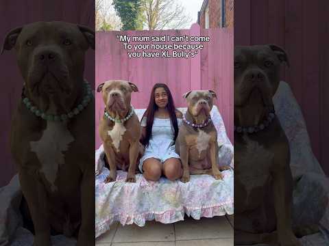 Stop discriminating against our breed #americanbully #dogbreed #puppy #whynotbullys #dogtype