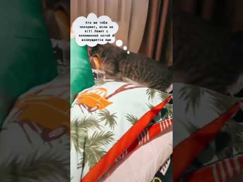 Кошка принесла мне поесть.