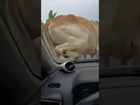 Cow Suffers Leg Injury After Falling From Truck 😢