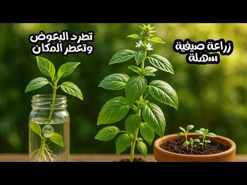 نبات الريحان السحري | زراعة صيفية سهلة تطرد البعوض