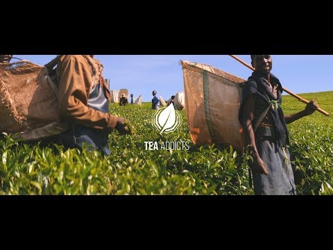 TEA ADDICTS - Fairtrade Malawi Daily Green Tea & Diamond Pearl Wulong - Grüntee & Wulong aus Afrika