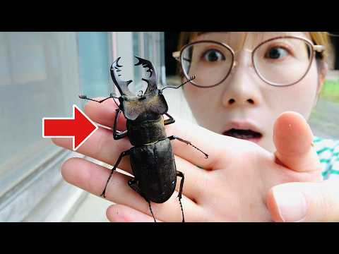 よく産む！ミヤマクワガタの産卵セットの作り方