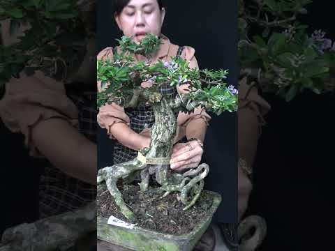 BÁN LÔ LINH SAM BONSAI THÀNH PHẨM  GIÁ TỪ 1200K - PHƯỢNG 0782211139 TÂN SƠN TP HCM .