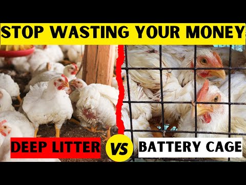 HERE IS THE ONLY SYSTEM THAT WILL EARN YOU MORE MONEY | BATTERY CAGE SYSTEM VS DEEP LITTER SYSTEM