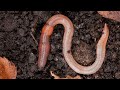 Annelid Biology and Classification