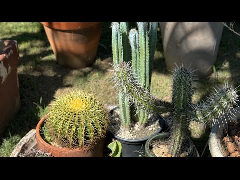 PLANTANDO CACTOS E SUCULENTAS 🍀