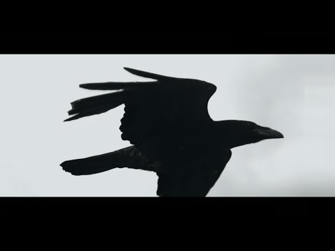 Linkin Park - Blackbirds (Music Video)