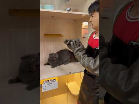 What would you do if this cat was your pet 😭 #shorts