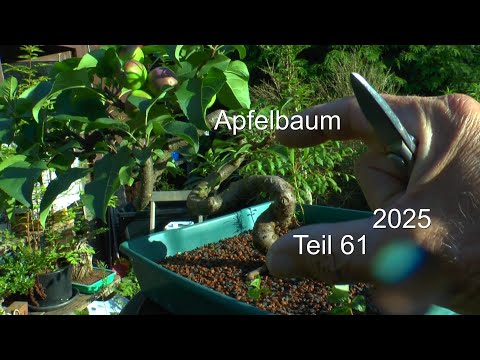 Apfelbaum schneiden und vermehren zum Bonsai. Wildapfel, Zierapfel Sämling, Wurzelvermehrung
