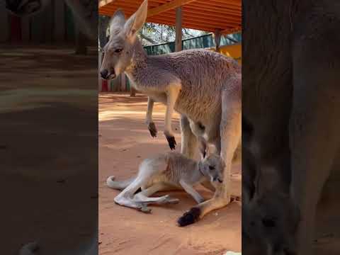 Australian 🇦🇺 Kangaroo 🦘