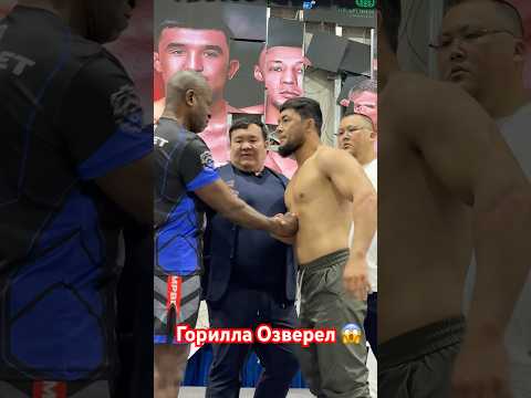 Горилла озверел 😱 #мма #muradaov #mma #кунфу #ufc #курбон #бокс #файтинг #бои #бой