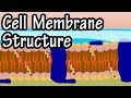 Exploring Plasma Membrane Structure and Functions