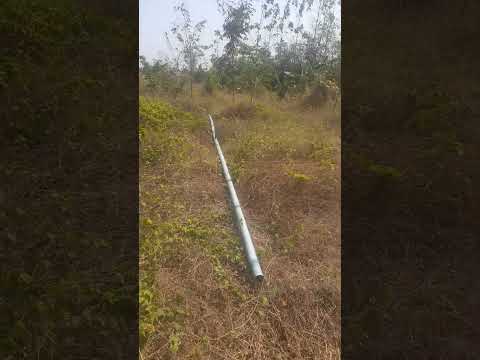 เกิดต้นไม้ผมมันอดทนให้น้ำไม้ป่า สายเขียว เกษตรจริงจัง เกิดต้นไม้ผมมันอดทนให้น้ำไม้ป่า