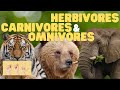 Animal Diets and Characteristics