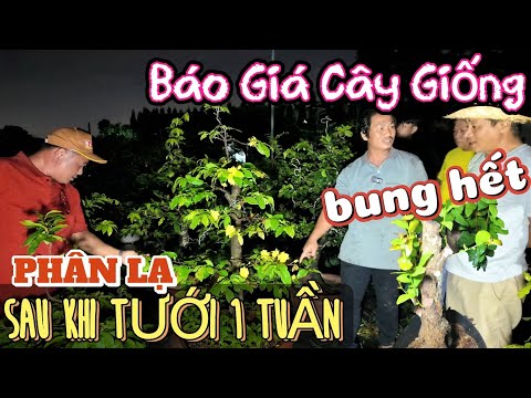 Kết quả tưới PHÂN LẠ sau 2 tuần bung đọt ầm ầm vườn mai Lộc Tài giao lưu mai Tết cây giống SBBL SBSG
