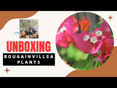 Bougainvillea Surprise! Unboxing My Colorful New Plants