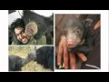 Dancing Bears and the Qalandar Community