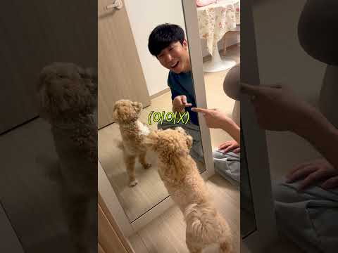 시각장애인 아빠에게 남친 소개받은 천재견의 반응 #시트콤